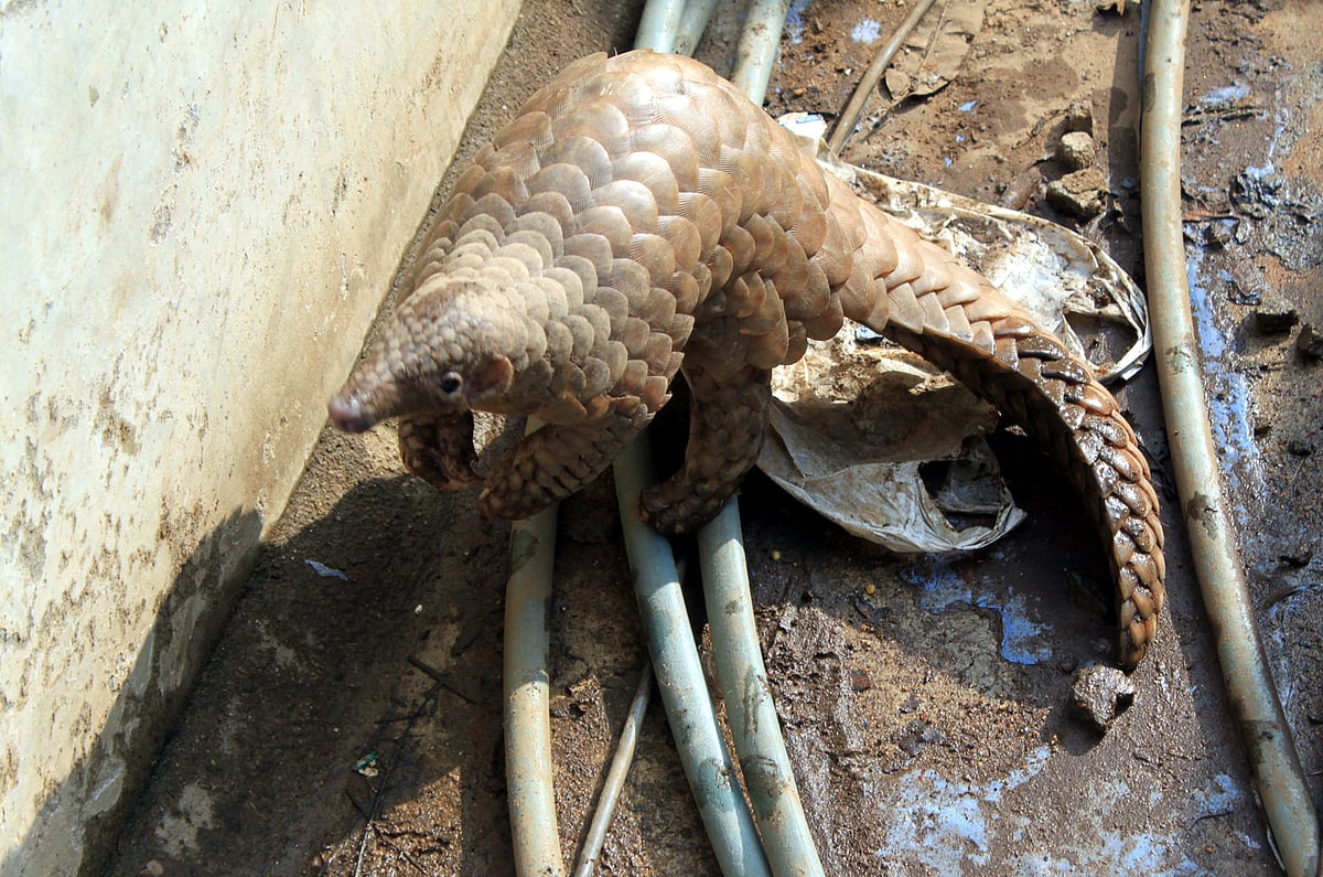 பழனியில் எறும்பு தின்னி பிடிபட்டது